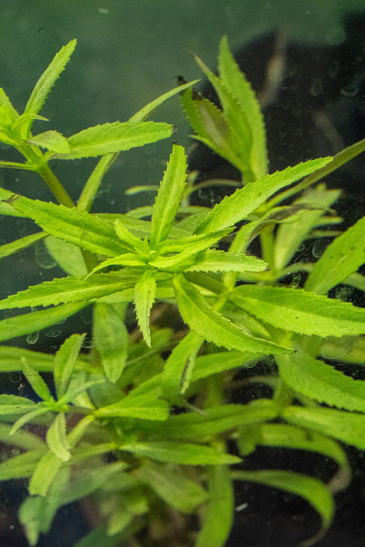 Limnophila hippuridoides