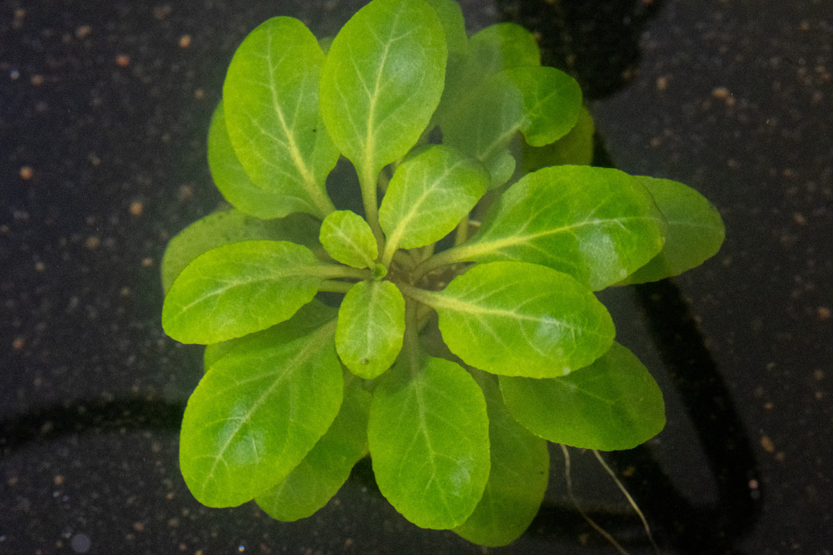 Lobelia Cardinalis