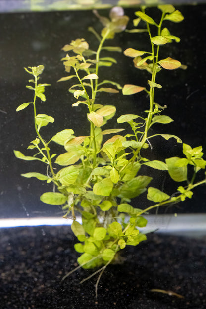 Ludwigia Ovalis