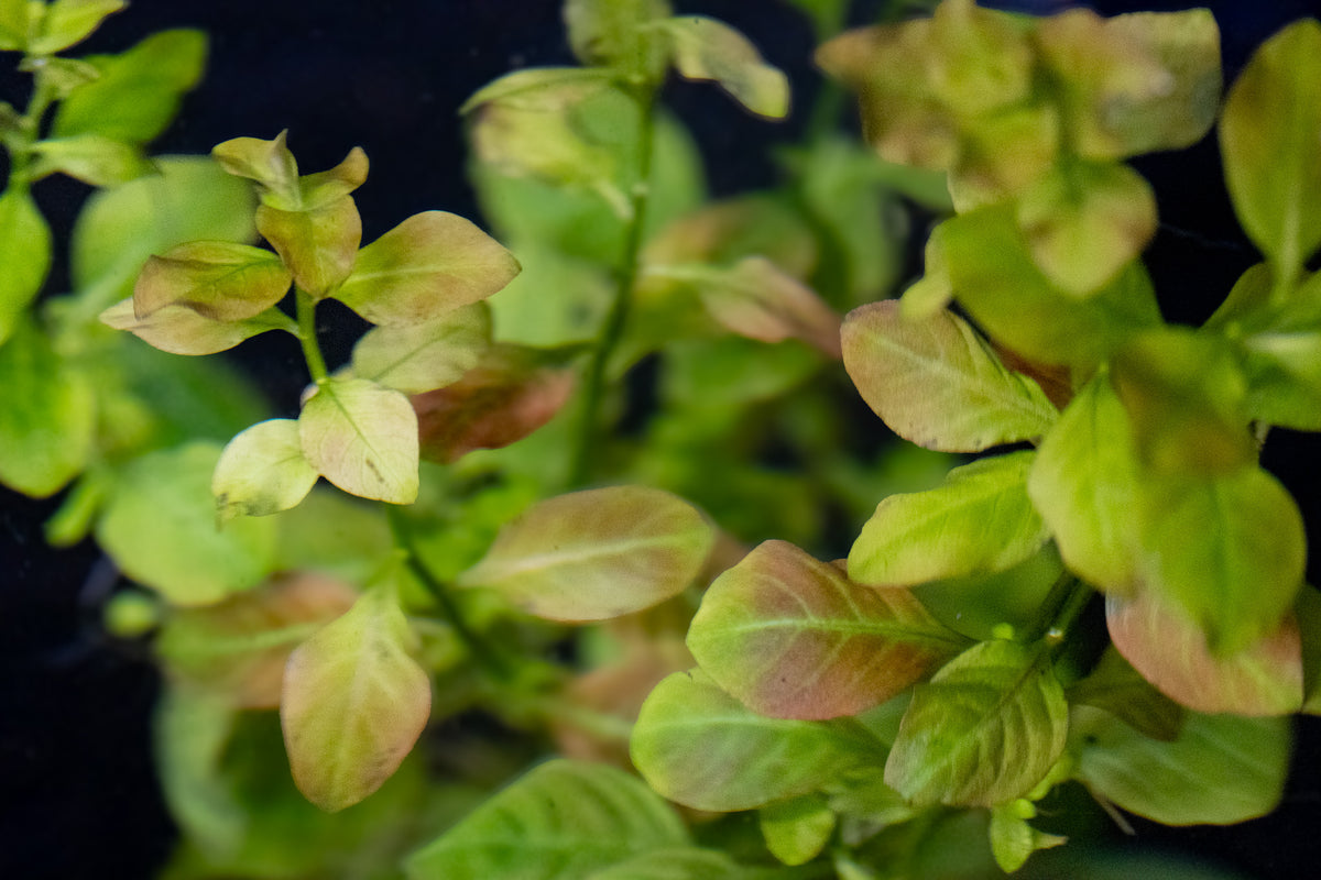 Ludwigia Ovalis
