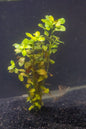 Broad leaf - Ludwigia Repens