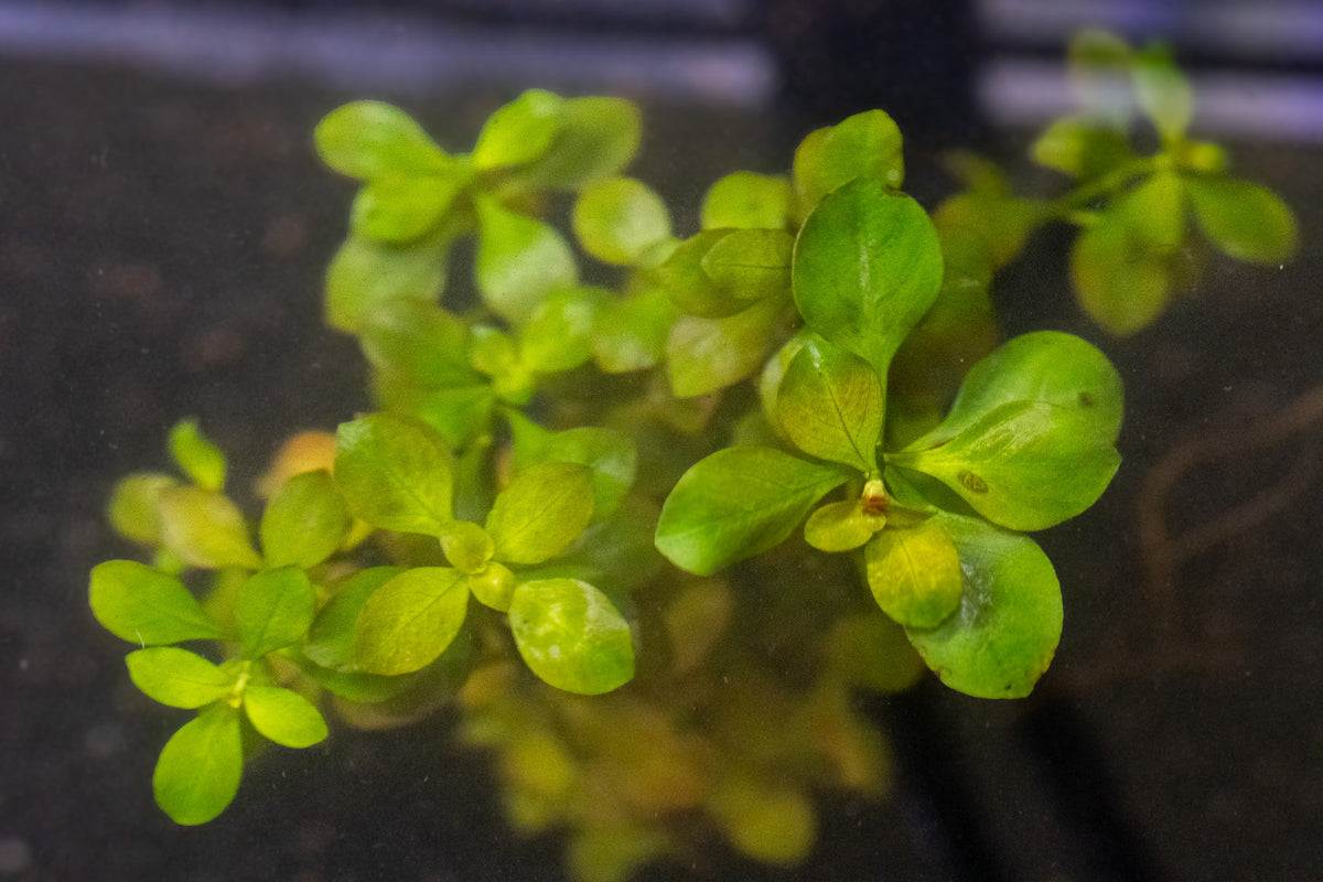 Broad leaf - Ludwigia Repens