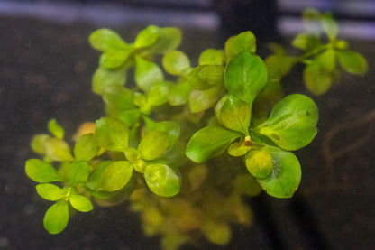 Broad leaf - Ludwigia Repens