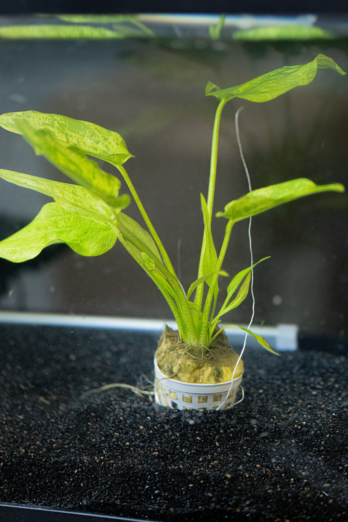 Marble Queen Radican Sword