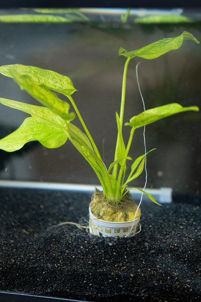 Marble Queen Radican Sword