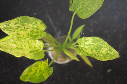 Marble Queen Radican Sword