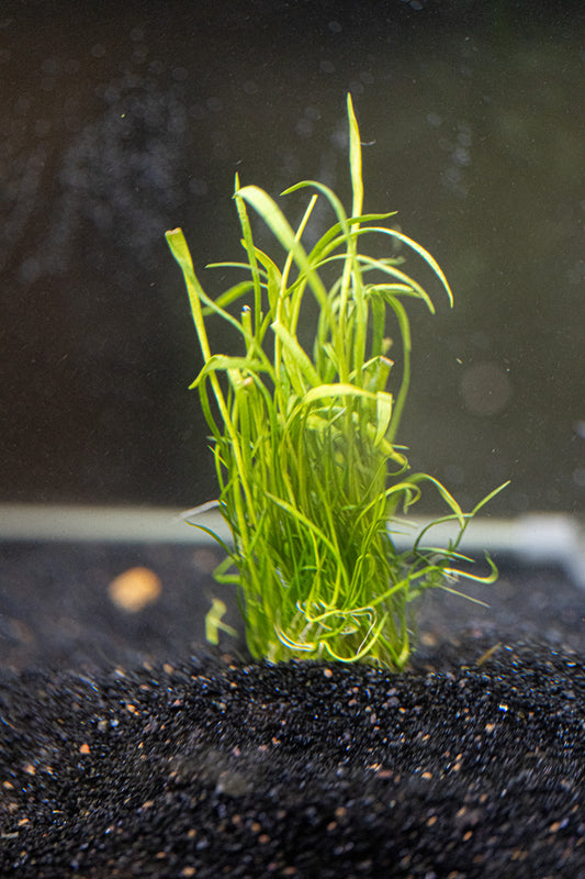 Micro Sword - Lilaeopsis brasiliensis