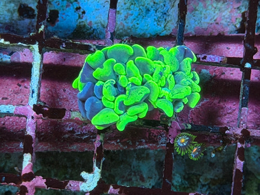 Neon Green Splatter Branching Hammer