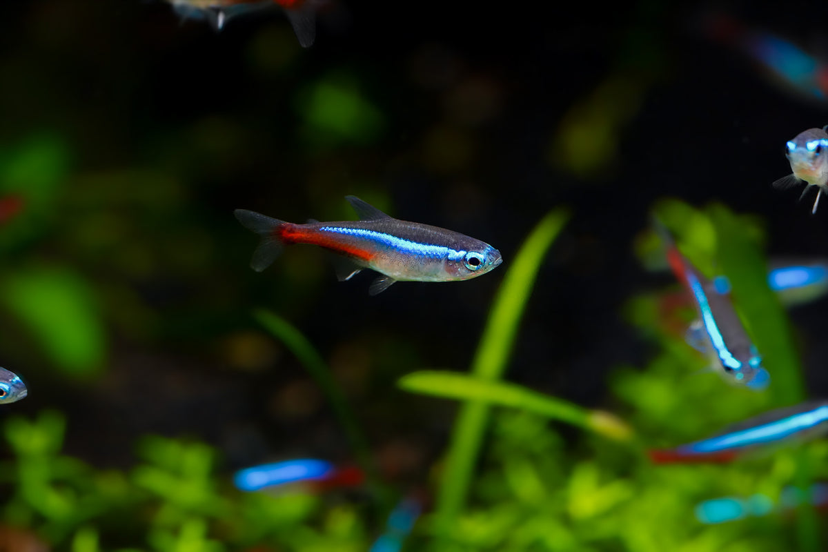 Neon Tetra