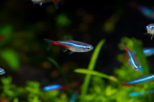 Neon Tetra