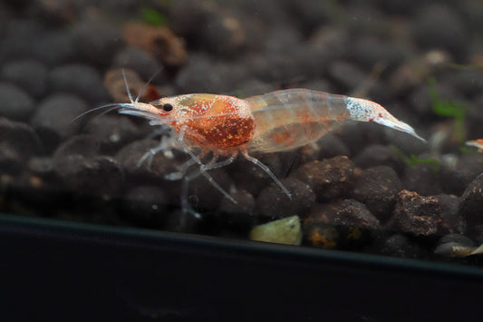 Orange Ocean Shrimp
