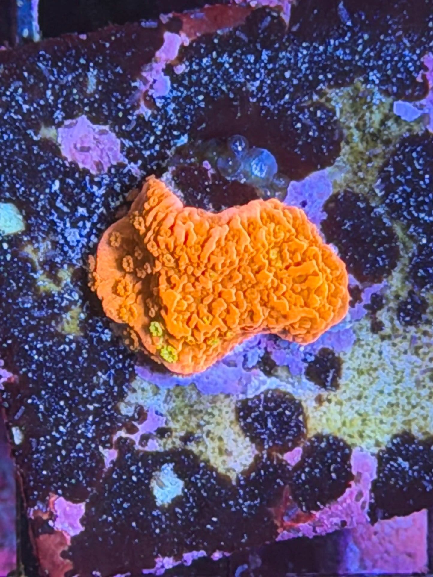 Orange Phoenix Montipora
