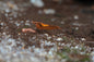 Orange Shrimp