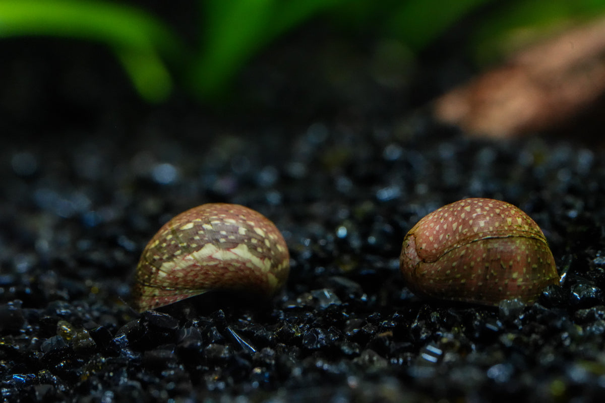 Pink Lady Nerite Snail