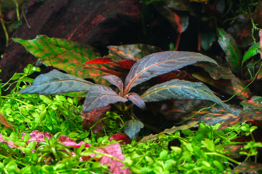 Plant 2