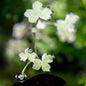 RARE - Hydrocotyle tripartita 'mini variegated'