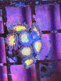 Raptor Rainbow Zoa