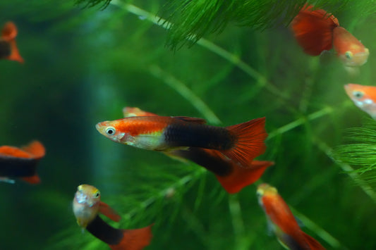 Red Tuxedo Guppy