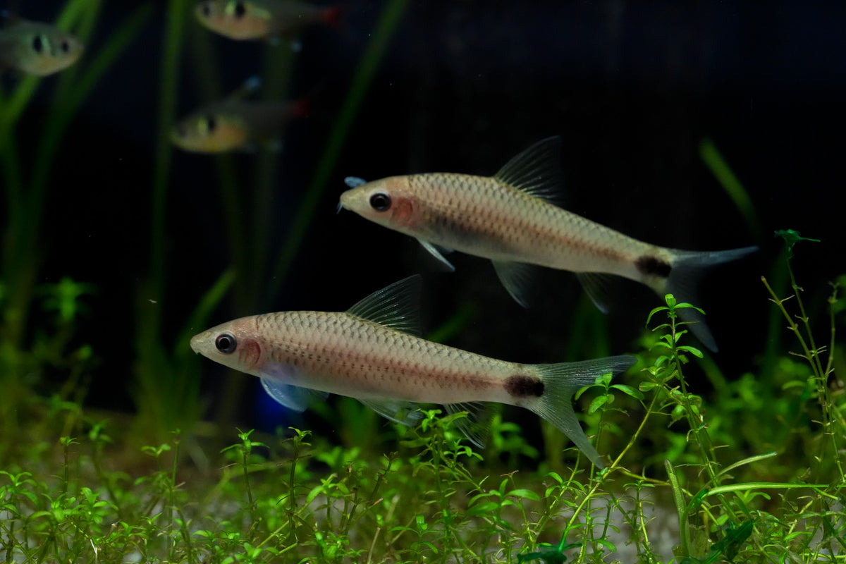 Reticulated Siamese Algae Eater