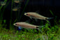 Reticulated Siamese Algae Eater