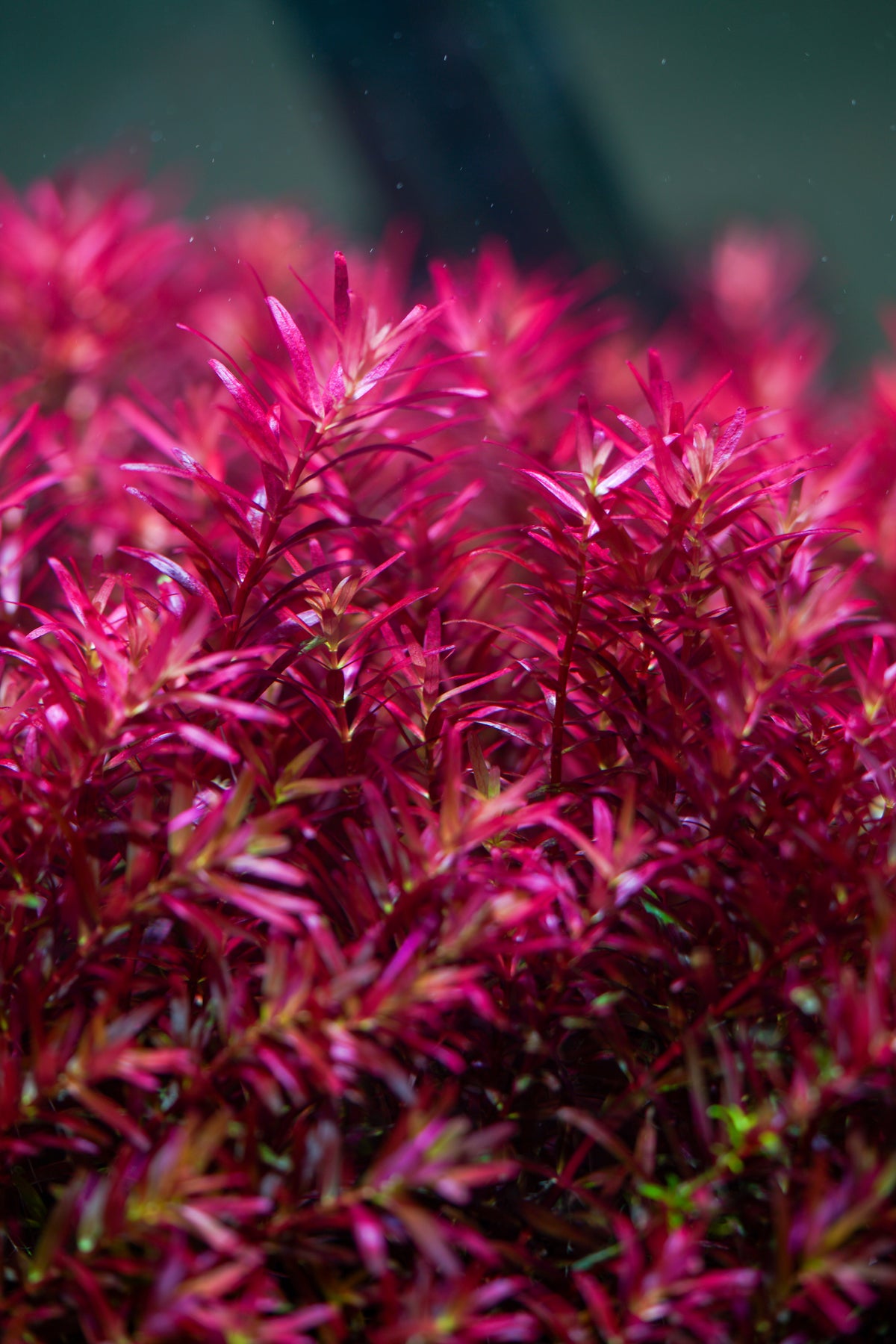 Rotala Blood Red SG - Submersed Grown