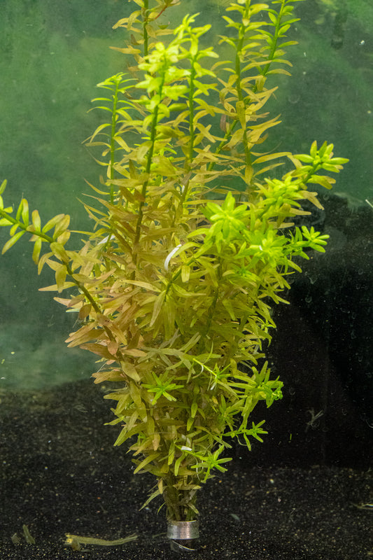 Rotala Rotundifolia