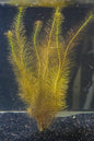 Rotala Wallichii