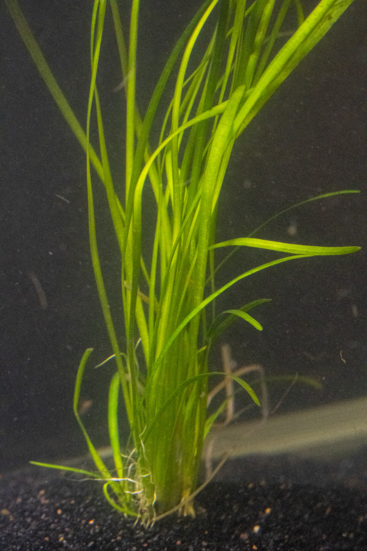 Sagittaria Subulata