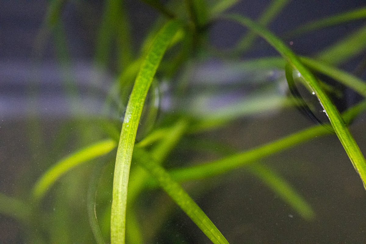 Sagittaria Subulata