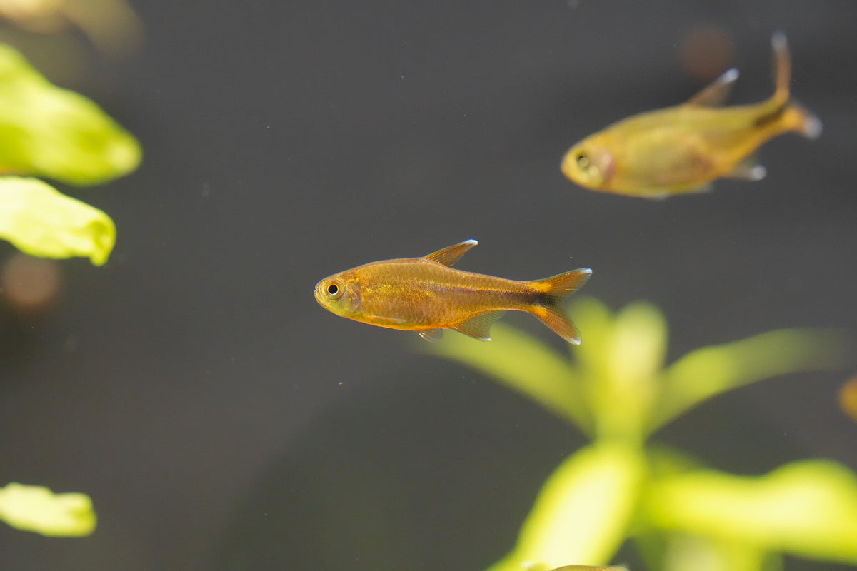 Silvertip Tetra