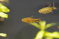 Silvertip Tetra