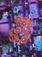 Starscream Zoa