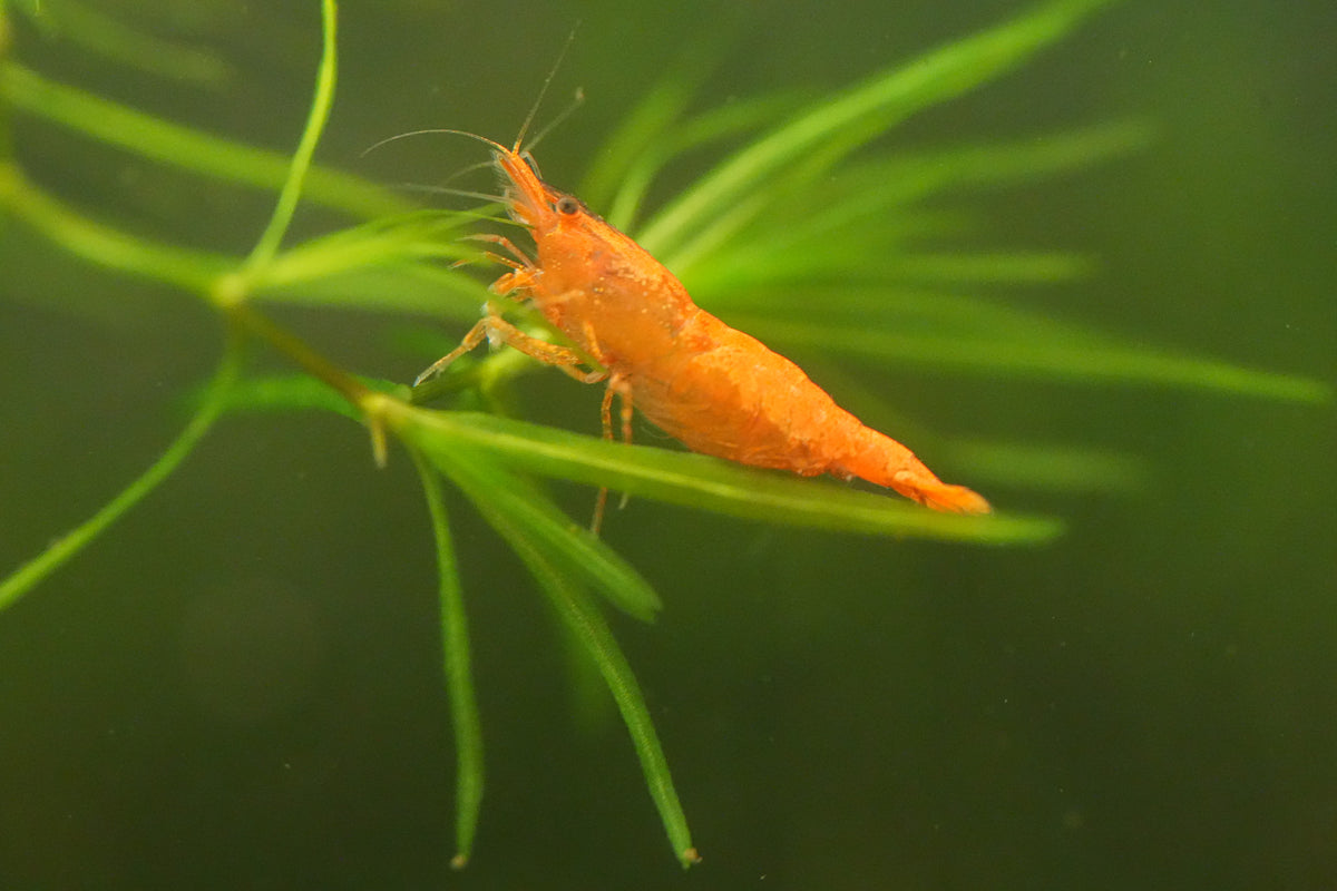 Calico Orange Sunkist Shrimp