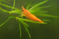 Calico Orange Sunkist Shrimp