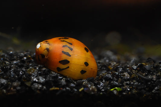 Tiger Nerite Snail