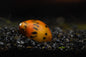 Tiger Nerite Snail