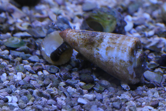Tiger Sand Conch