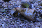 Tiger Sand Conch