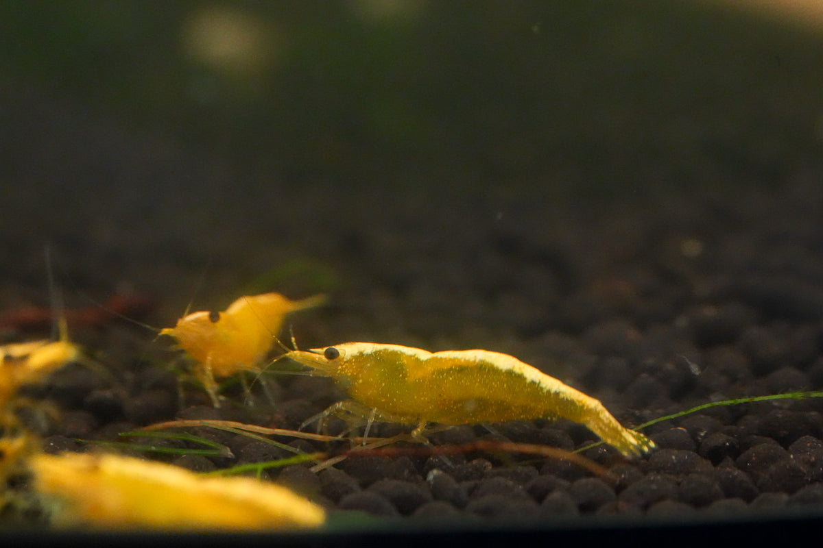 Yellow Golden Back Shrimp