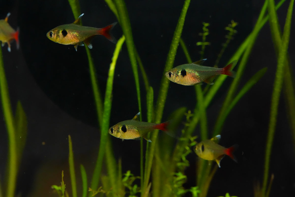 Yellow Phantom Tetra