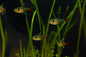 Yellow Phantom Tetra