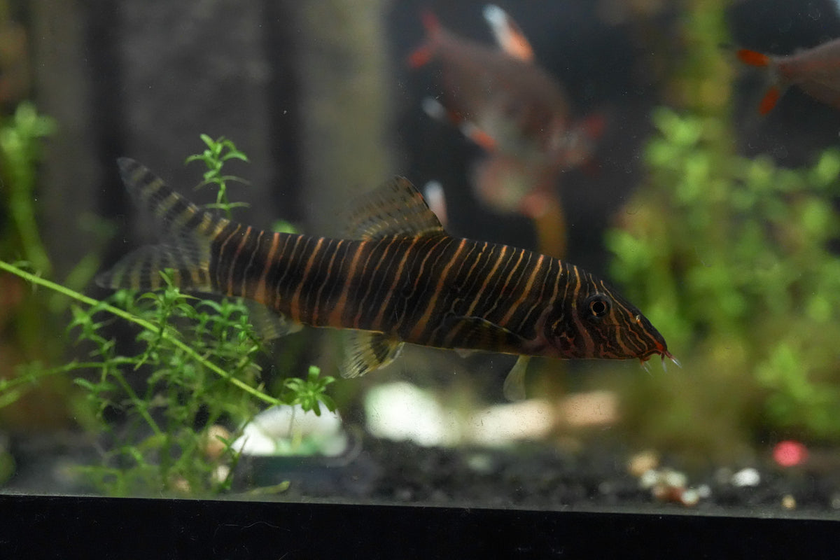 Zebra loach