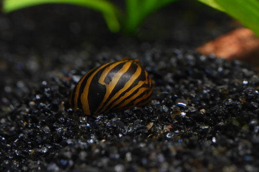 Zebra Nerite Snail