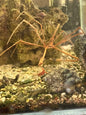 Arrow Crab