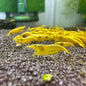 Goldenback yellow neocaridina