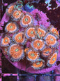 Speckled Zoa