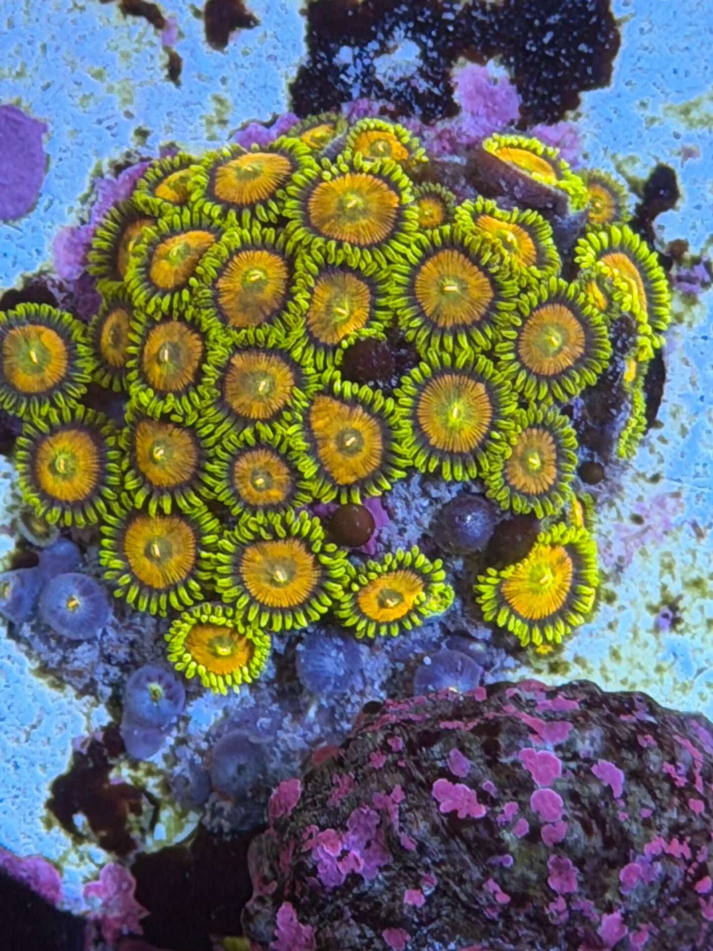 Spongebob